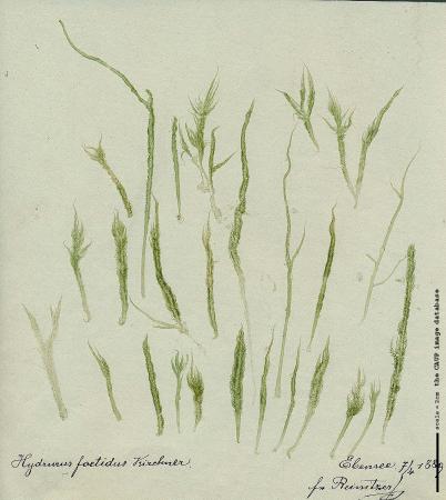 Hydrurus foetidus 27.jpg
